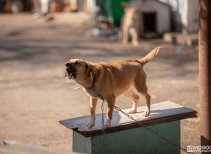 В Приднестровье выявлено 9 случаев бешенства у животных в этом году