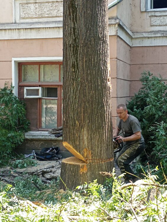 Профессиональный спил деревьев, садов, посадок.